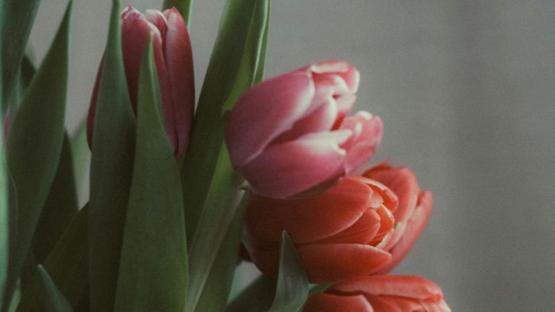 ホームページリニューアルのお知らせ